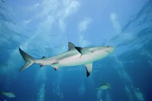 Cove: Bahamas, New Providence Island, Caribbean