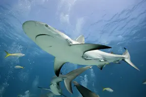 Cove: Bahamas, New Providence Island, Caribbean
