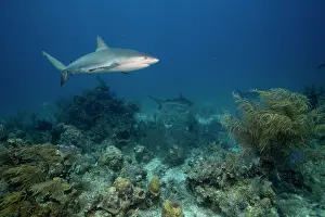 Cove: Bahamas, New Providence Island, Caribbean