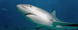 Cove: Bahamas, New Providence Island, Caribbean