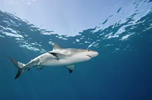 Cove: Bahamas, New Providence Island, Caribbean