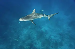 Cove: Bahamas, New Providence Island, Caribbean