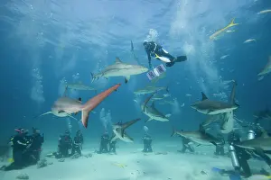Carcharhinus: Bahamas, New Providence Island, Scuba divers