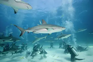 Carcharhinus: Bahamas, New Providence Island, Scuba divers