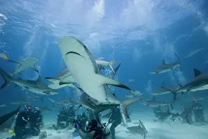 Carcharhinus: Bahamas, New Providence Island, Scuba divers