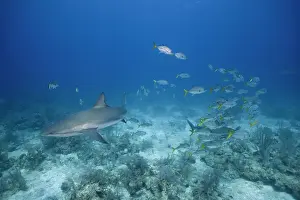 Carcharhinus: Bahamas, New Providence Island, Underwater