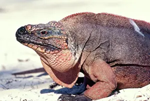Cyclura: Bahamian Rock Iguana