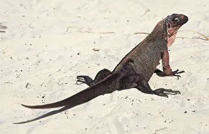 Cyclura: Bahamian Rock Iguana