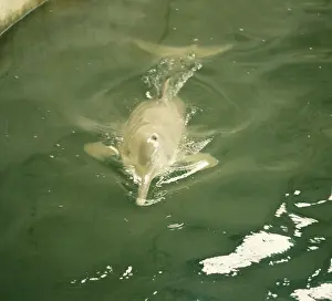 Vexillifer: Baiji / Chinese River Dolphin / Yangtze River Dolphin