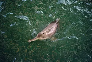 Vexillifer: Baiji - Also known as: Chinese river dolphin, Yangtze
