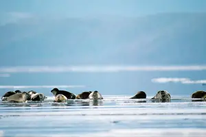 Sibirica: Baikal / Nerpa Seal - endemic to lake Baikal