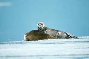 Pusa: Baikal / Nerpa Seal - endemic to lake Baikal