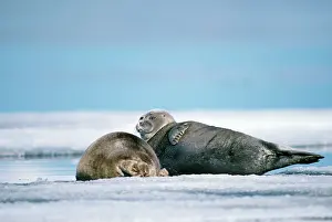 Sibirica: Baikal / Nerpa Seal - endemic to lake Baikal