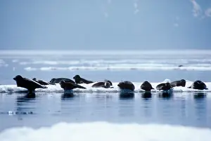 Pusa: BAIKAL SEAL