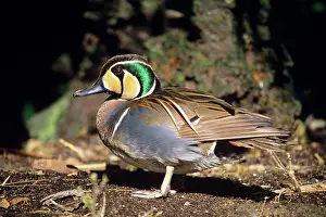 Formosa: Baikal Teal Duck - male