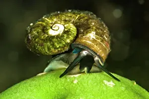 Siberia: Baikal water snail (Megalovalvata baicalensis) on