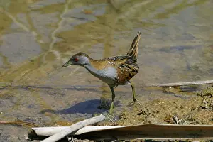 Pusilla: Baillon's Crake