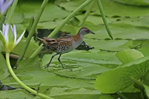 Crake: Baillon's Crake