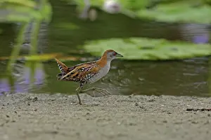 Crake: Baillon's Crake