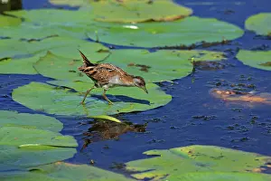 Crake: Baillon's Crake