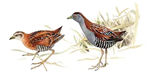 Pusilla: Baillon's Crake