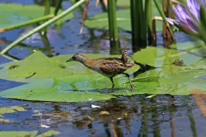 Crake: Baillon's Crake