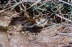 Pusilla: Baillon's Crake - displaying wings