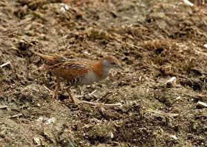 Pusilla: Baillon's Crake - Porzana pusilla in spring at Aghia Lake