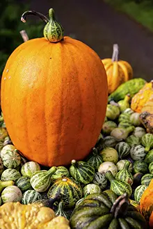 Farmers: Bainbridge Island, Washington State, USA. Pumpkins