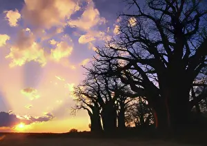 Adansonia: Baines Baobab Trees at sunset