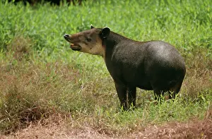 Tapir: BAIRDIS TAPIR - in grass