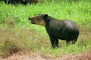 Tapir: BAIRDIS TAPIR - ON GRASS