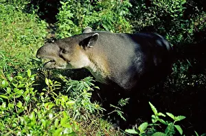 Tapir: BairdIs TAPIR - side view, eating