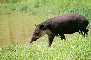 Tapir: BAIRDIS TAPIR - by water