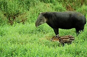 Tapir: BairdIs TAPIR - and young
