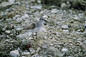 Bairdii: Baird's Sandpiper