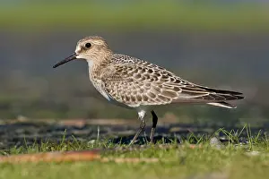 Bairdii: Baird's Sandpiper