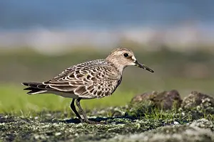 Bairdii: Baird's Sandpiper