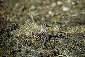 Nancy Jennings: Baird's SANDPIPER