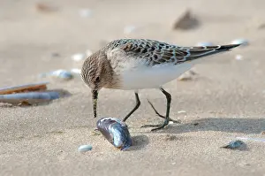 Inspecting: Baird's Sandpiper