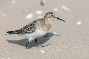 Bairdii: Baird's Sandpiper