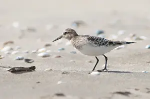 Stilt: Baird's Sandpiper