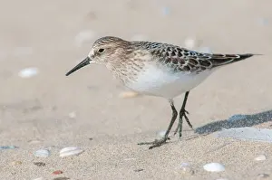 Stilt: Baird's Sandpiper