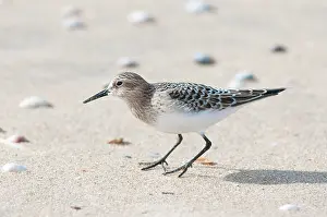 Stilt: Baird's Sandpiper