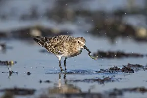 Bairdii: Baird's Sandpiper - Calidris bairdii - Foraging