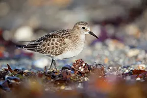 Bairdii: Baird's Sandpiper - Juvenile