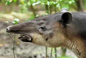 Tapirs: Baird's Tapir