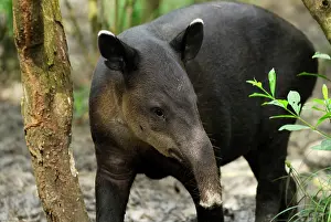 Tapirs: Baird's Tapir