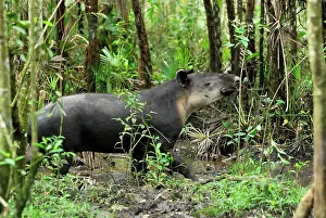 Tapirs: Baird's Tapir