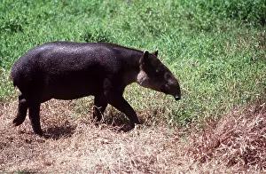 Tapir: BAIRD'S TAPIR - walking on grass
